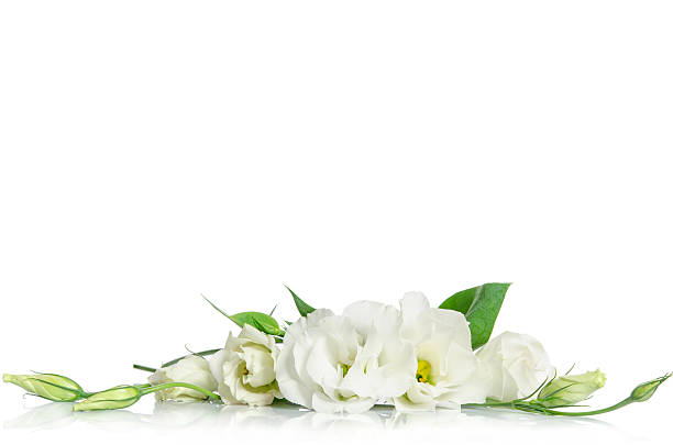 istock Beautiful white eustoma flowers isolated on white background 585765732