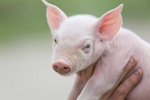 istock farmer holding young pig 585766292