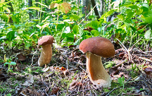 istock white mushrooms in the forest 585766442