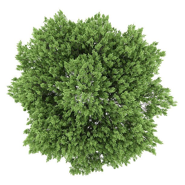 istock top view of common walnut tree isolated on white background 585766618