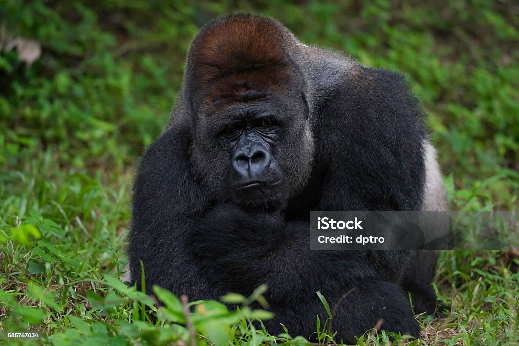 Silverback Gorilla Prone Dominant alpha male Silverback Gorilla Observing His Groups. Animal Stock Photo
