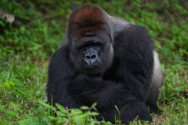 Silverback Gorilla Prone stock photo