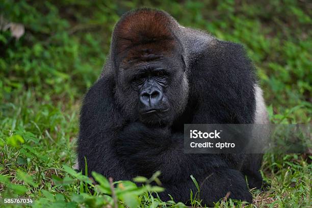 Silverback Gorilla Prone Stock Photo - Download Image Now - Animal, Animal Cruelty, Ape