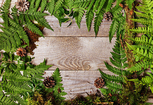 istock fern leaves on wooden background 585767658