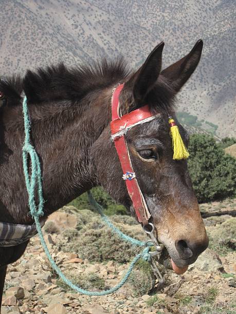 istock Mule on the Mt. Toubkal Trail, Morocco 585767826