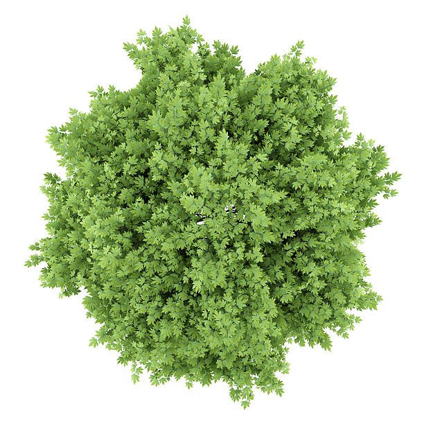 istock top view of london plane tree isolated on white background 585768268