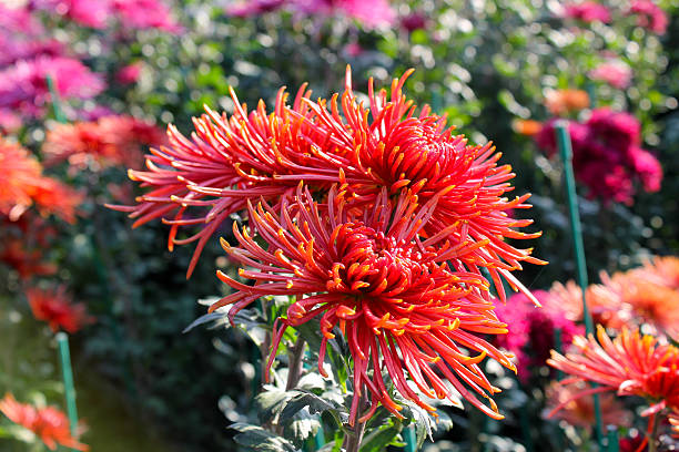 istock Chrysanthemums grows in the garden 585768662