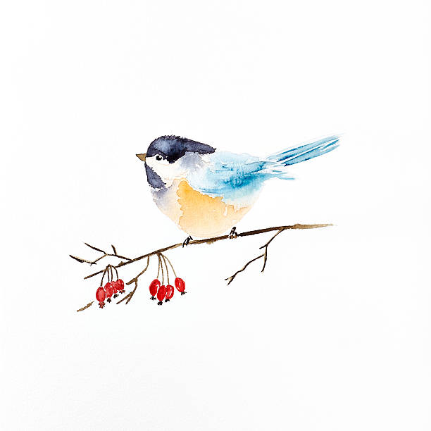 Watercolor Tit on a Winter Berry Sprig (hand drawn)