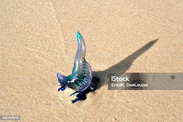 Bluebottle Jellyfish In The Sand Stock Photo - Download Image Now - Jellyfish, Portuguese Man O' War, Western Australia