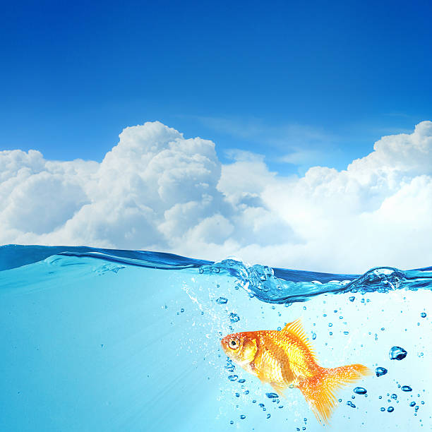 istock Gold fish in water . Mixed media 585769224