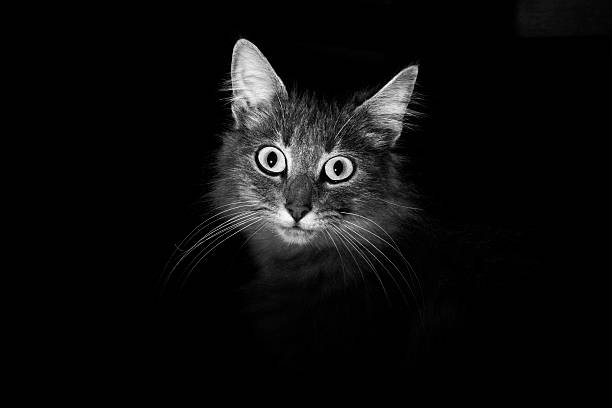 istock portrait of a small cat 585769240