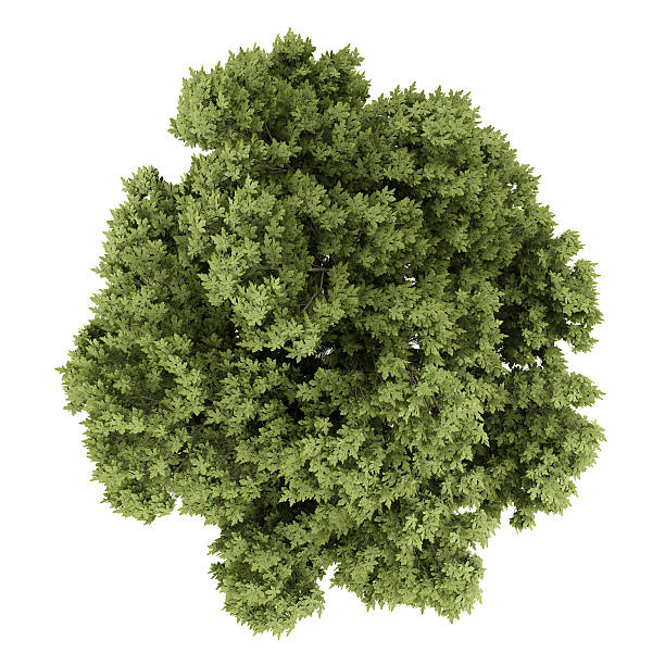 istock top view of austrian oak tree isolated on white background 585769490