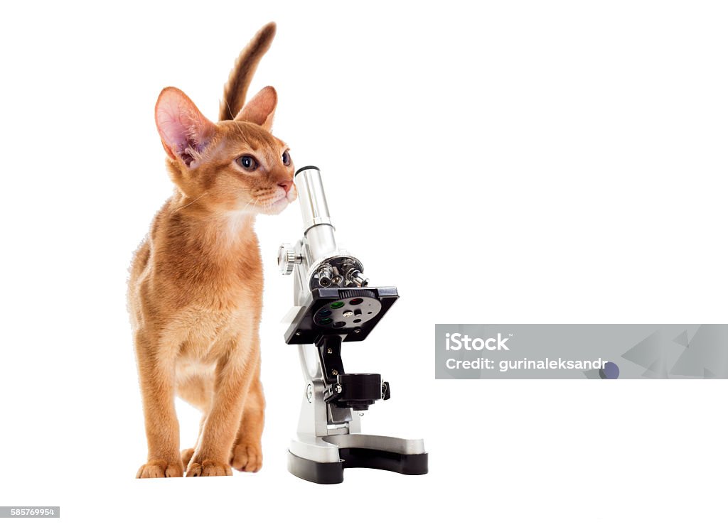 Cat Using A Microscope Kitten Looking In A Microscope Stock Photo - Download Image Now ...