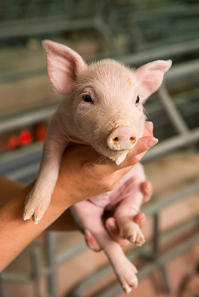 istock Pig at a factory 585770356