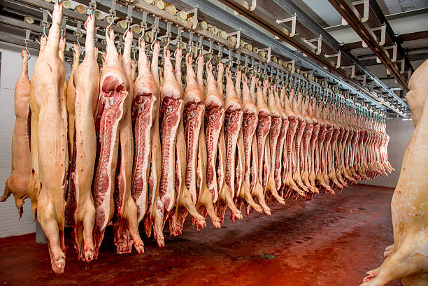 istock Chopped pig at a factory 585770516