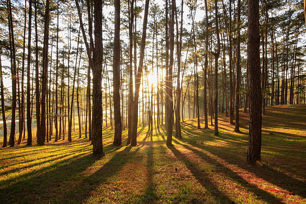 istock Ray, tree, fog and sunlight in morning in forest 585770710