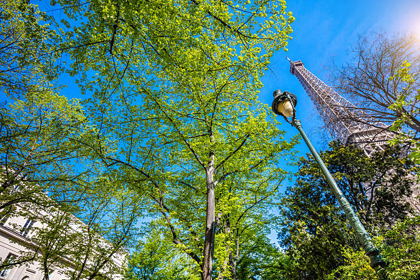 The Eiffel Tower is a beautiful and iconic structure in Paris. The image captures the tower in the midst of a forest, with trees surrounding it. The trees are bare and covered in leaves