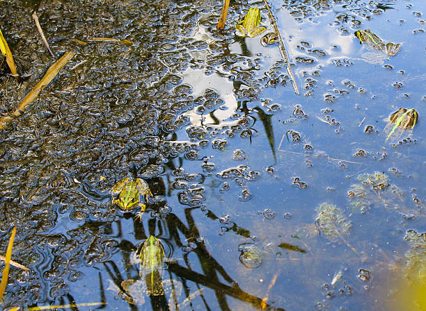 River prawns are raised in ponds that release oxygen for living.