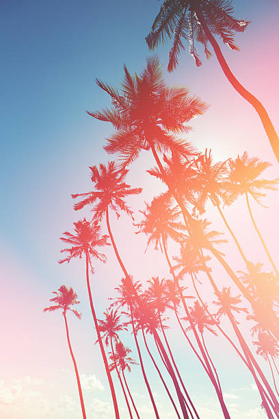 istock Coconut trees and turquoise Indian Ocean 585771790