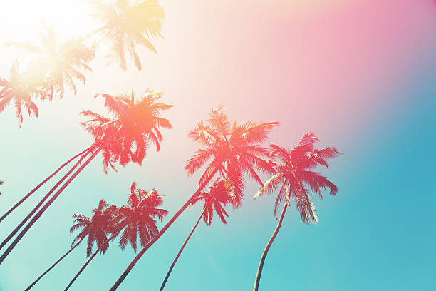 palme da cocco e turchesi dell'oceano indiano  - palm tree tree sky tropical tree foto e immagini stock