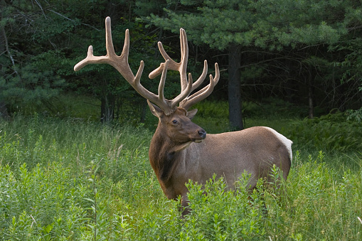 Photograph taken in Elk County, Elk State Forest, Benezette, Pennsylvania