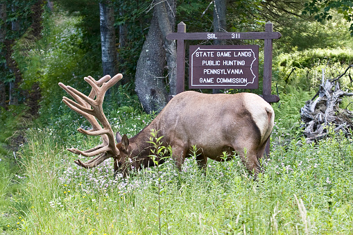 Photograph taken in Elk County, Elk State Forest, Benezette, Pennsylvania
