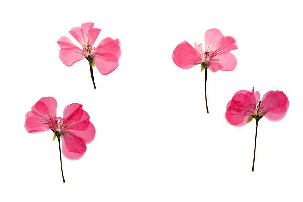 istock Pressed and dried pink  flowers geranium 585774098