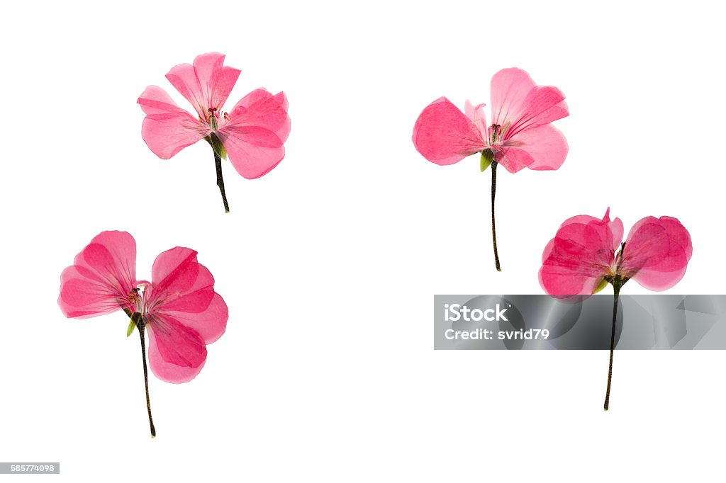 Pressed And Dried Pink Flowers Geranium Stock Photo - Download Image Now -  Geranium, Cranesbill, Dried Plant - iStock