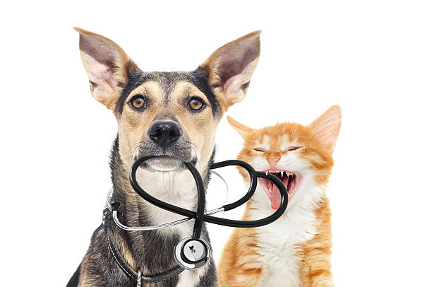 собака и кошка и стетоскоп - vet veterinary medicine dog doctor стоковые фото и изображения