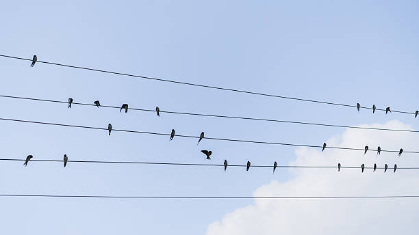 istock Birds sitting on electrical wires 585775102