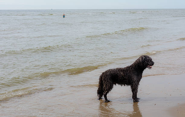 istock Wet bouvier dog in the sea on a beach 585776956