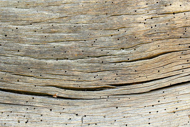old oak wood plank showing biological insect attack