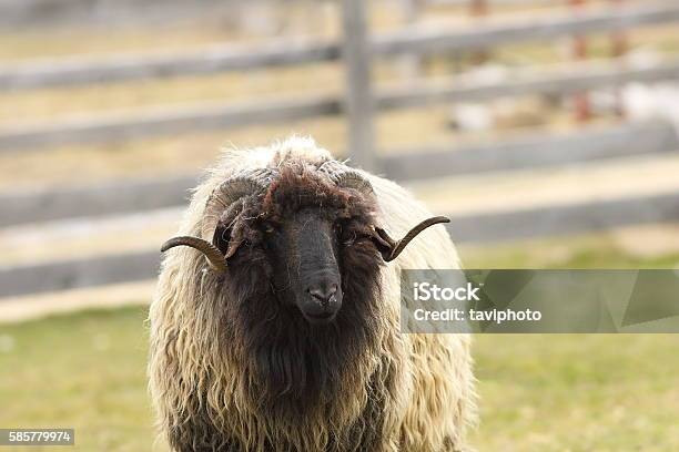 Of Ugly Big Stock - Download Image Now - Sheep, Thick, Agriculture - iStock