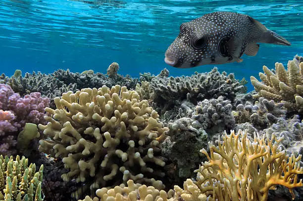 Giant pufferfish and Coral Reef