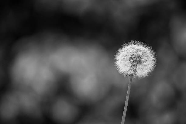 istock Lonely dandelion in black and white 585781312