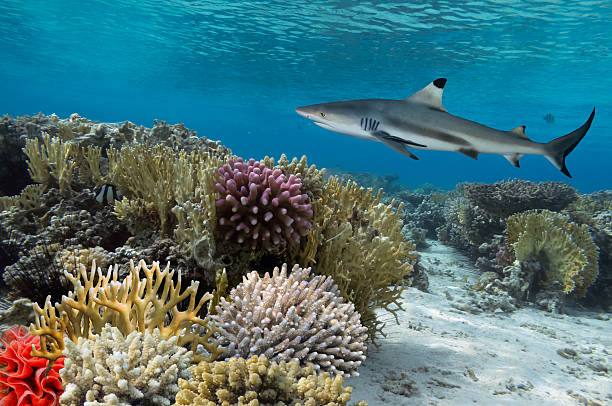 istock Colorful underwater coral reef with yellow stripped fish and big 585781416