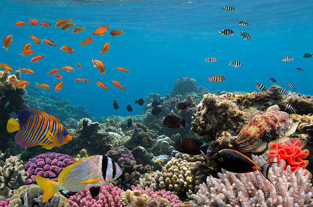 istock Reef with a variety of hard and soft corals 585781532
