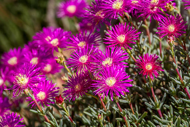 Lampranthus - magenta flowers with succulent leaves in parks of Lampranthus - magenta flowers with succulent leaves, hardy ice plant genus in the family Aizoaceae, flowering plants in parks of Israel lampranthus spectabilis stock pictures, royalty-free photos & images