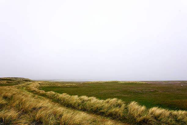 Sheep and Lamb at List Meadow / Sylt