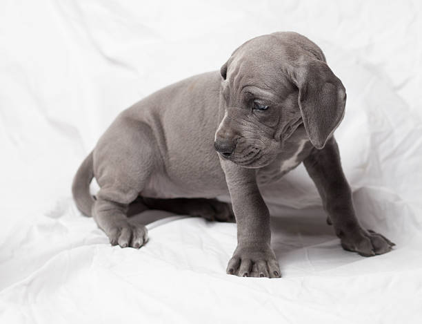 istock Worried puppy 585782318