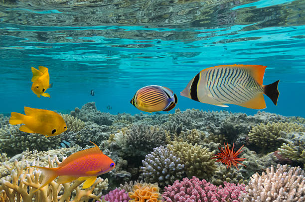 istock Amblyglyphidodon aureus, Golden damselfish 585782380