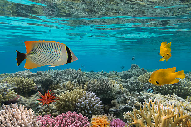 istock Amblyglyphidodon aureus, Golden damselfish 585782472