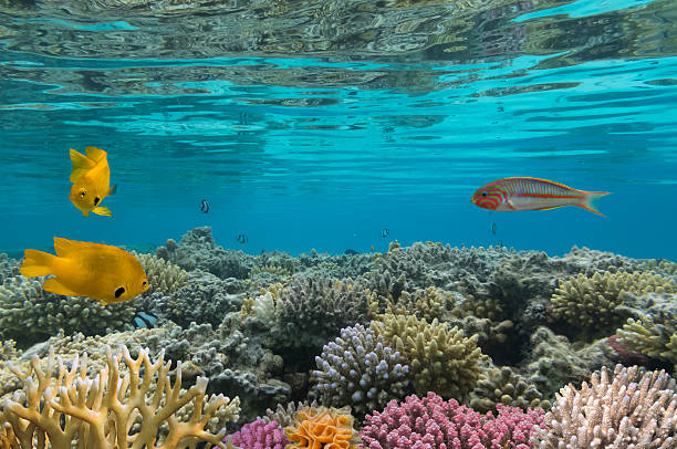 istock Amblyglyphidodon aureus, Golden damselfish 585782558