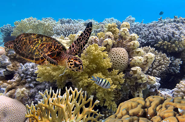 istock green turtle swimming in blue ocean,great barrier reef 585782646