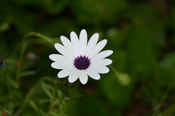 istock White flower in a green background 585782686