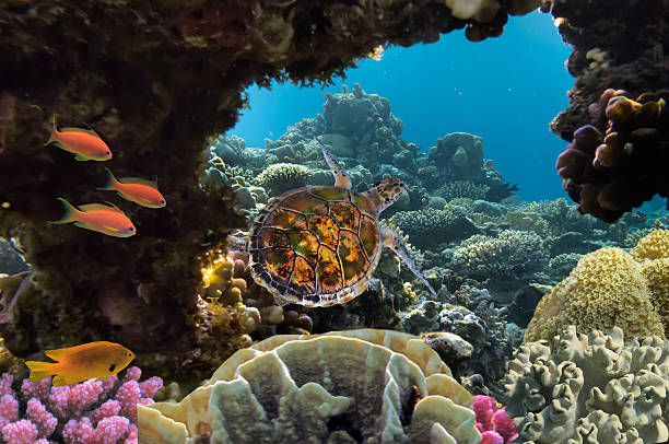 sea turtle swimming over coral reef sea turtle swimming over coral reef in the Red Sea, Egypt. sea turtle underwater stock pictures, royalty-free photos & images