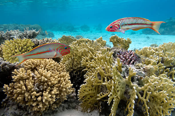 istock Klunzinger's Wrasse - Thalassoma Klunzingeri 585782738
