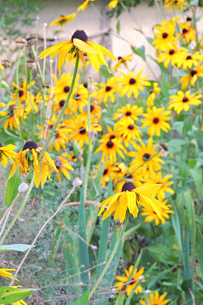 istock Yellow daisies in the garden 585784180