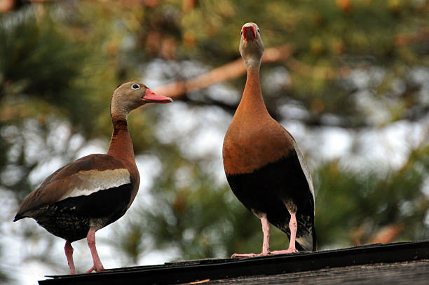 istock Black-bellied Whistling Ducks 585784426