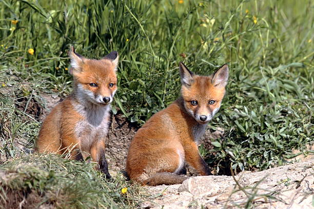 istock red fox cubs resting near the burrow 585785178